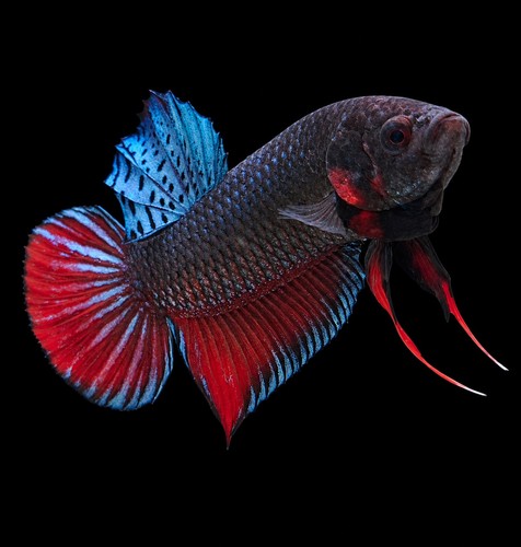 Live betta fish male malay - betta,
